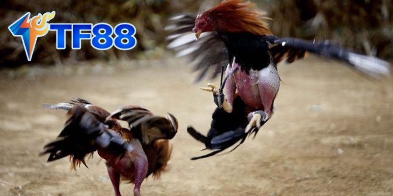Đặc điểm nổi bật của Đá Gà Mỹ
