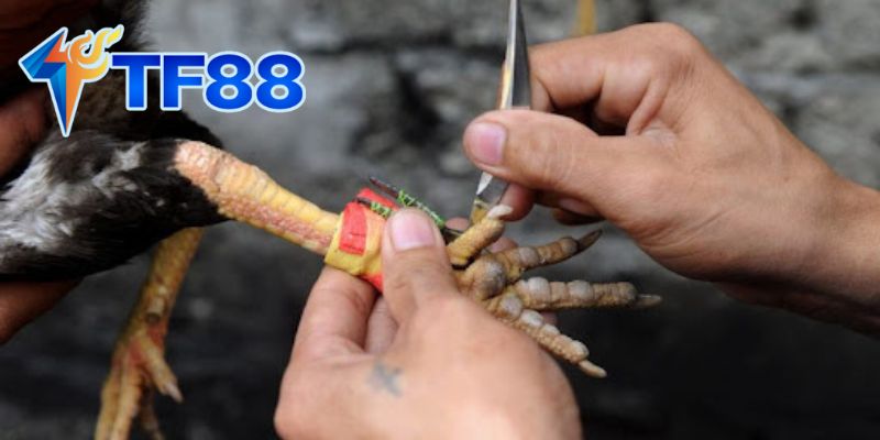 Các đặc điểm của đá gà cựa dạo