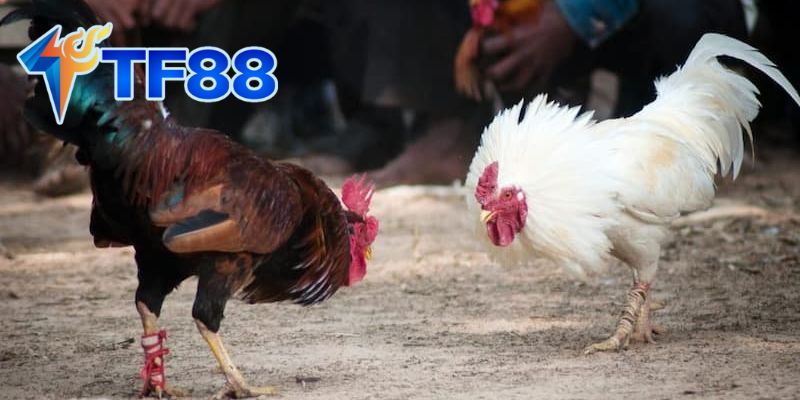Những lưu ý khi tham gia đá gà tre