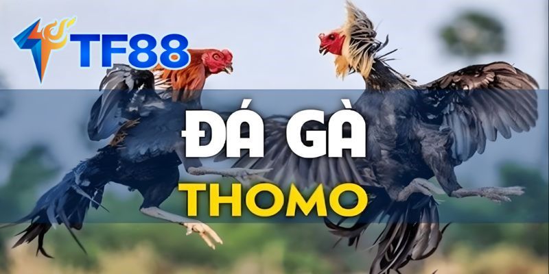 Lịch Sử Hình Thành Và Phát Triển Của Đá Gà Thomo
