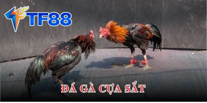 Đá Gà Cựa Sắt Là Gì?
