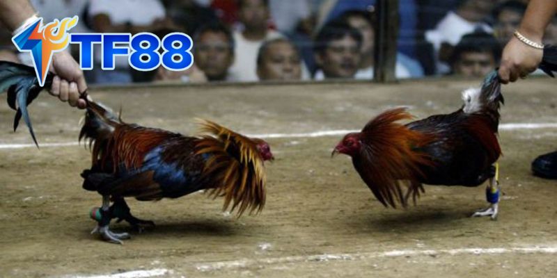 Các Yếu Tố Tạo Nên Sự Hấp Dẫn Của Đá Gà Cựa Sắt